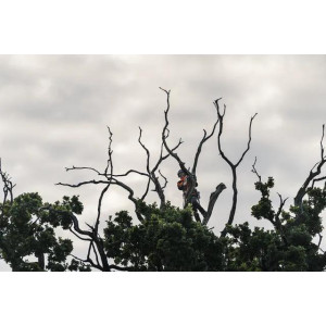 Pilarka akumulatorowa Husqvarna T540i XP G